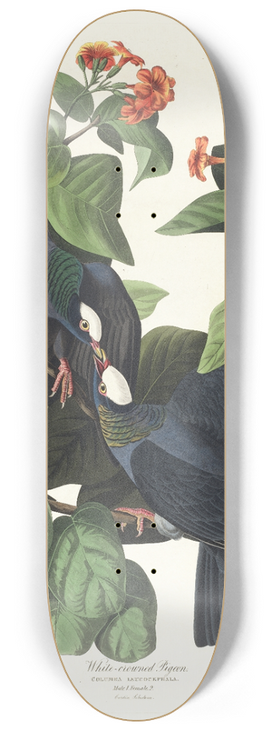 John James Audubon - White-crowned pigeon 8.25 inch art skate deck