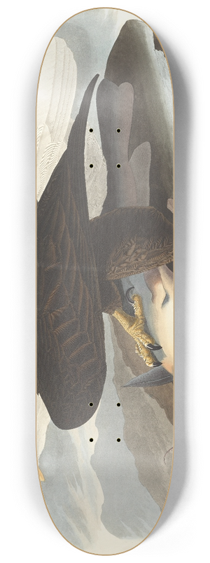 John James Audubon - White-headed eagle 8.25 inch art skate deck