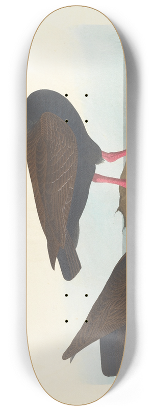 John James Audubon - White-legged oyster-catcher. Slender-billed oyster-catcher 8.25 inch art skate deck