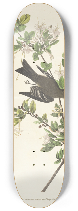 John James Audubon - Wood pewee 8.25 inch art skate deck