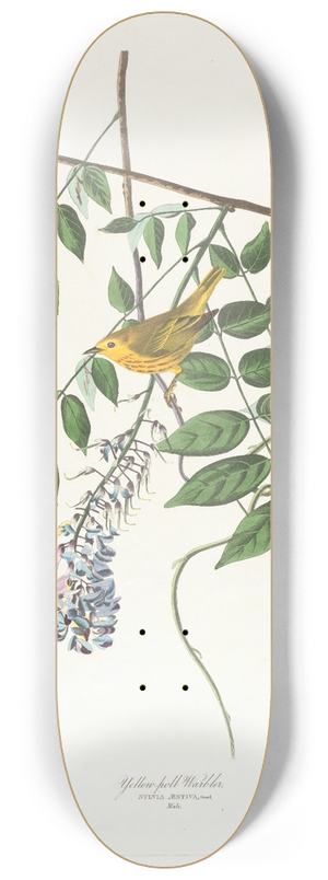 John James Audubon - Yellow-poll warbler 8.25 inch art skate deck