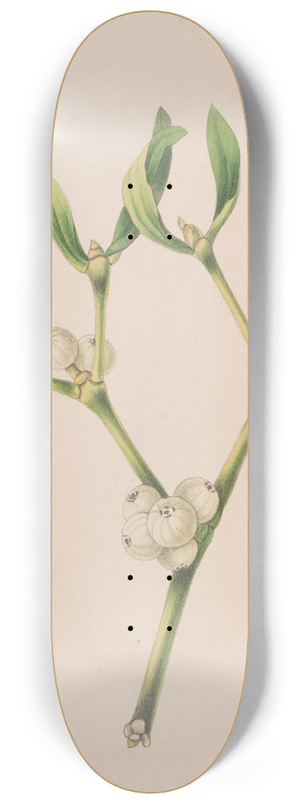 John Stevens Henslow - Christmas Rose 8.25 inch art skate deck