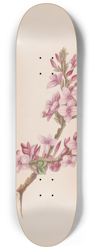 John Stevens Henslow - Mezereon 8.25 inch art skate deck