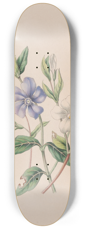 John Stevens Henslow - Periwinkle 8.25 inch art skate deck
