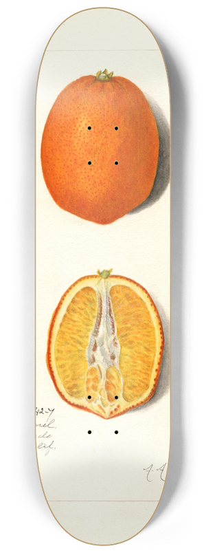 Amanda Almira Newton - Citrus sinensis 8.25 inch art skate deck Amanda Almira Newton - Citrus sinensis 8.25 inch art skate deck
