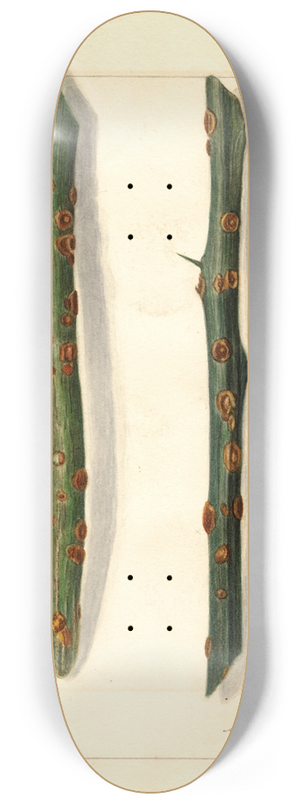 Amanda Almira Newton - Citrus sinensis 8.25 inch art skate deck