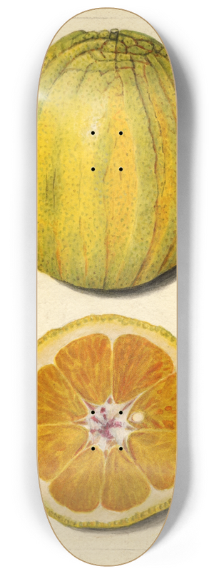 Amanda Almira Newton - Citrus sinensis 8.25 inch art skate deck