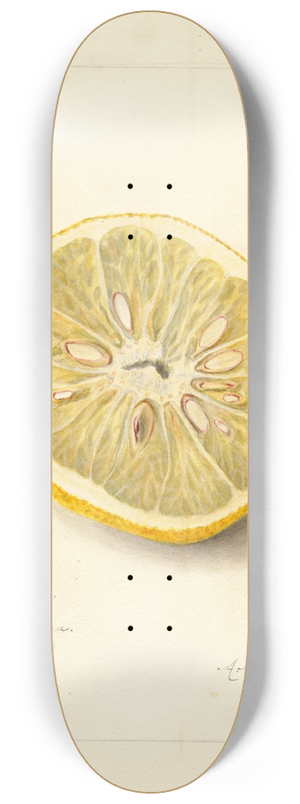 Amanda Almira Newton - Citrus sinensis: Ichang 8.25 inch art skate deck Amanda Almira Newton - Citrus sinensis: Ichang 8.25 inch art skate deck