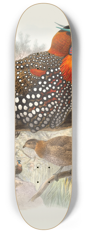 Joseph Smit - Ceriornis melanocephala. 8.25 inch art skate deck
