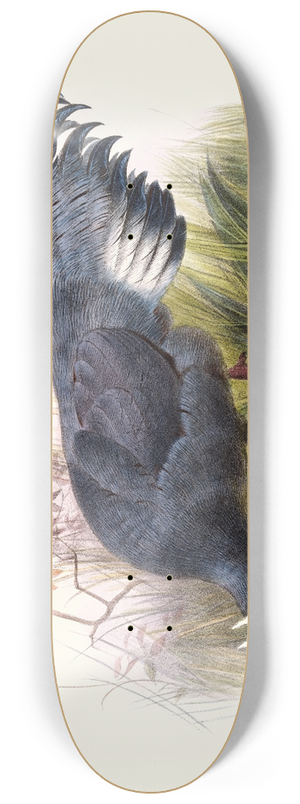 Joseph Smit - Crossoptilon auritum. 8.25 inch art skate deck