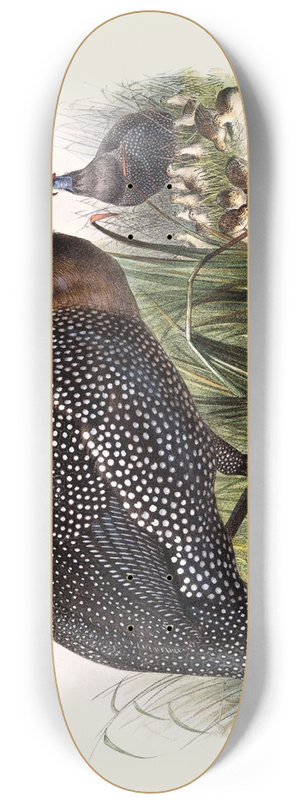 Joseph Smit - Numida meleagris. 8.25 inch art skate deck