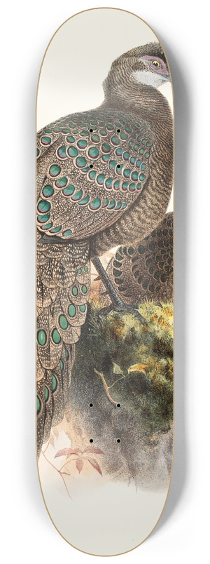 Joseph Smit - Polyplectron thibetanum. 8.25 inch art skate deck