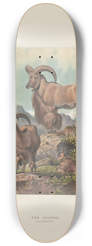 Joseph Wolf - The Aoudad 8.25 inch art skate deck