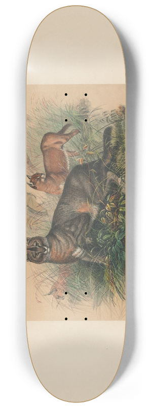 Joseph Wolf - The Caracal 8.25 inch art skate deck