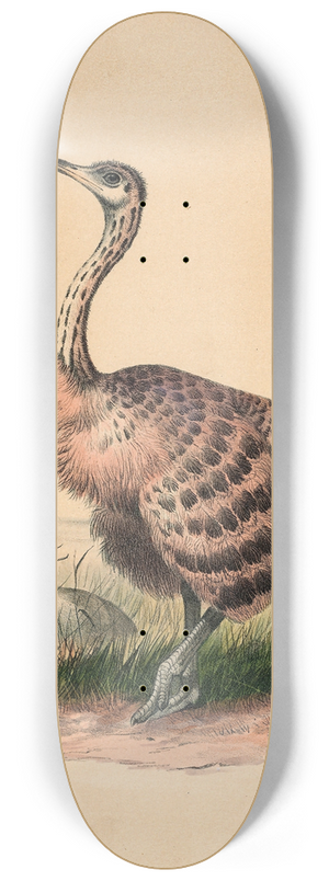 Joseph Wolf - The Ostrich 8.25 inch art skate deck