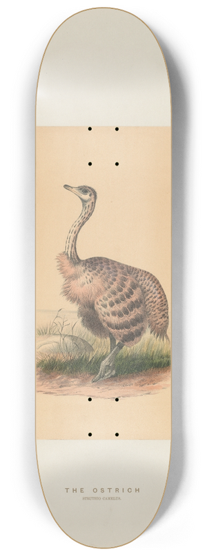 Joseph Wolf - The Ostrich 8.25 inch art skate deck