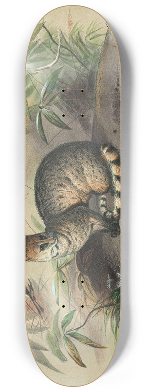 Joseph Wolf - The Rasse 8.25 inch art skate deck