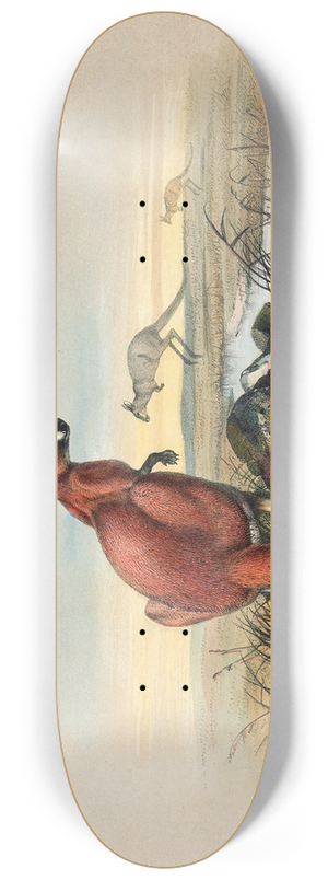 Joseph Wolf - The Red Kangaroo 8.25 inch art skate deck
