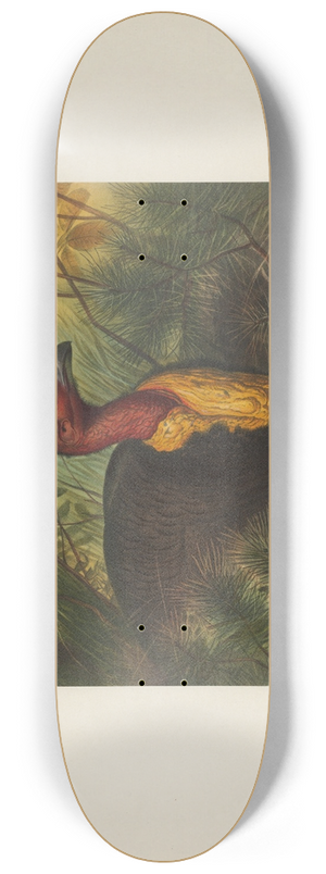 Joseph Wolf - The Talegalla 8.25 inch art skate deck