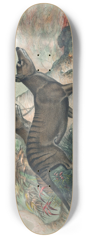 Joseph Wolf - The Thylacine 8.25 inch art skate deck