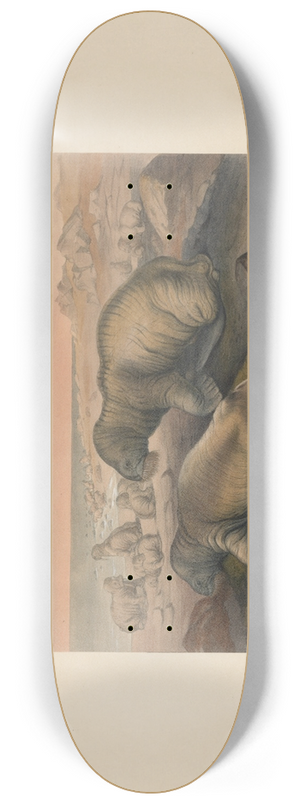 Joseph Wolf - The Walrus 8.25 inch art skate deck