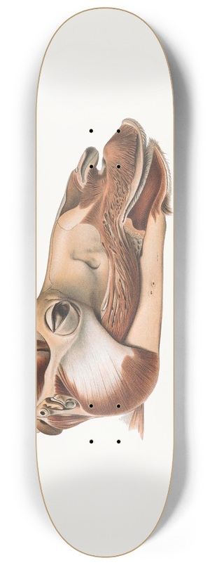 Johan Erik Vesti Boas - Head Of Dromedary After Removal Of Facial Muscles 8.25 inch art skate deck