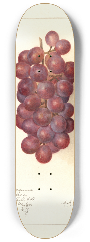 Amanda Almira Newton - Vitis 8.25 inch art skate deck