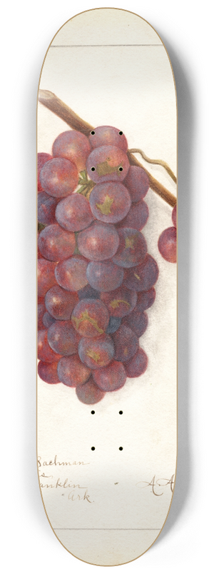 Amanda Almira Newton - Vitis: No 8.25 inch art skate deck