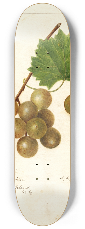 Amanda Almira Newton - Vitis: Scuppernong 8.25 inch art skate deck
