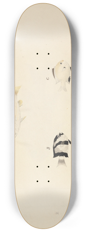 Luigi Balugani - Three Unidentified Fish 8.25 inch art skate deck