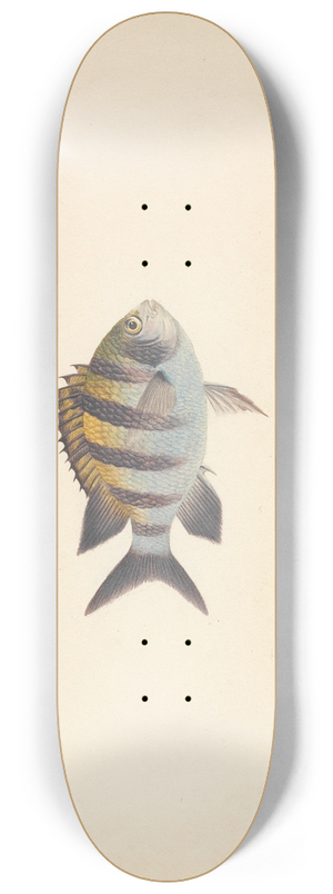 Luigi Balugani - Unidentified Fish 8.25 inch art skate deck