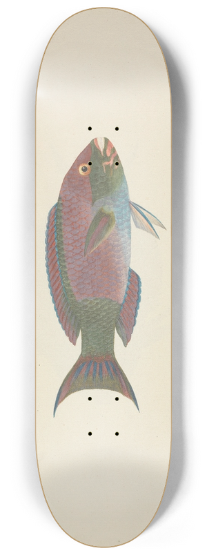 Luigi Balugani - Unidentified Fish 8.25 inch art skate deck