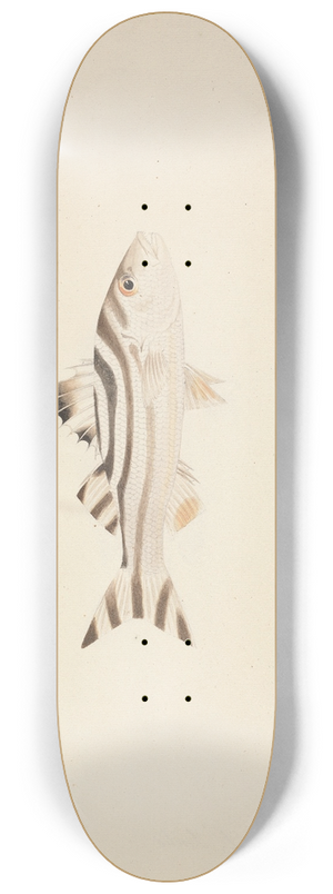 Luigi Balugani - Unidentified Fish 8.25 inch art skate deck