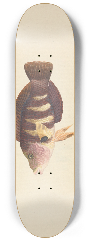 Luigi Balugani - Unidentified Fish 8.25 inch art skate deck
