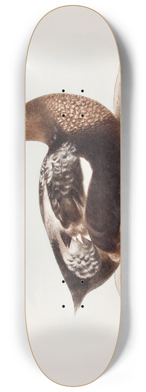 Magnus Von Wright - Common Eider, Old Male In Summer 8.25 inch art skate deck
