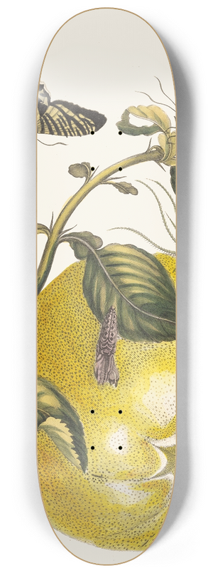 Maria Sibylla Merian - Pompelmous 8.25 inch art skate deck