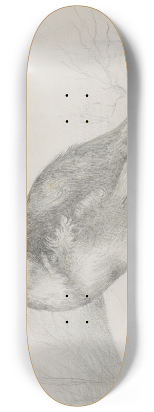 Marius Bauer - Jonge vogel op een steen 8.25 inch art skate deck