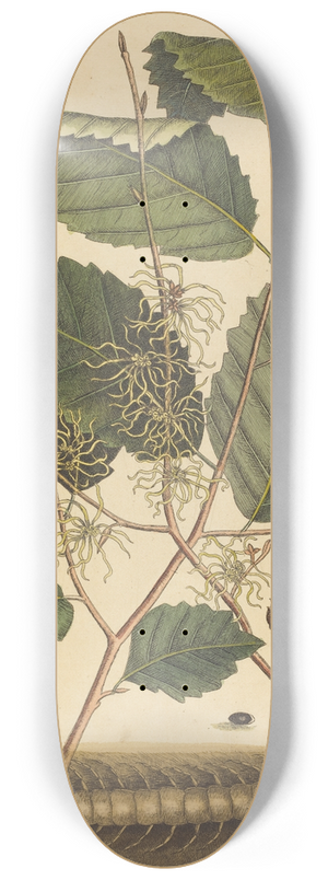 Mark Catesby - Centipede (Scolopendra morsitans) 8.25 inch art skate deck