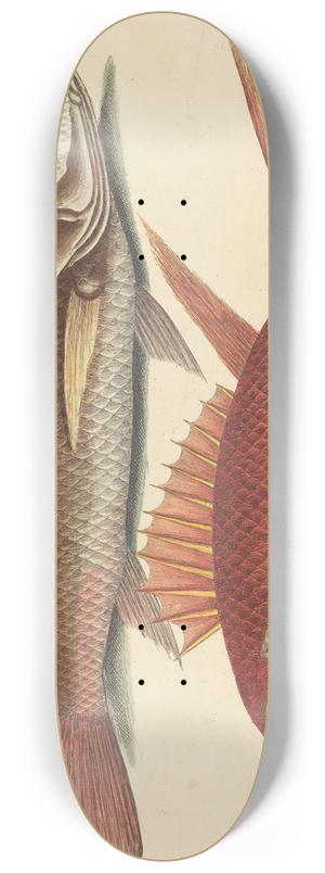 Mark Catesby - The Croker (Perca undulata) 8.25 inch art skate deck