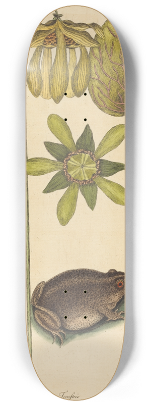 Mark Catesby - The Land Frog (Rana) 8.25 inch art skate deck