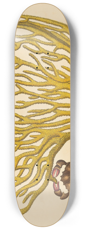 Mark Catesby - The Red Clawed Crab (Cancer erythropus) 8.25 inch art skate deck