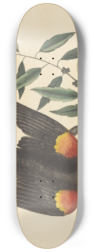 Mark Catesby - The Red Winged Starling (Oriolus phoeniceus) 8.25 inch art skate deck