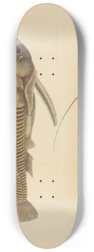 Mark Catesby - The Viper-mouth (Silurus cataphractus) 8.25 inch art skate deck
