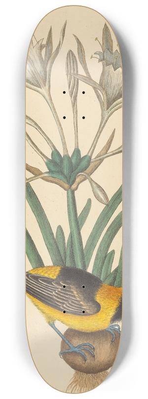 Mark Catesby - The Yellow and Black Pye (Oriolus Icterus) 8.25 inch art skate deck