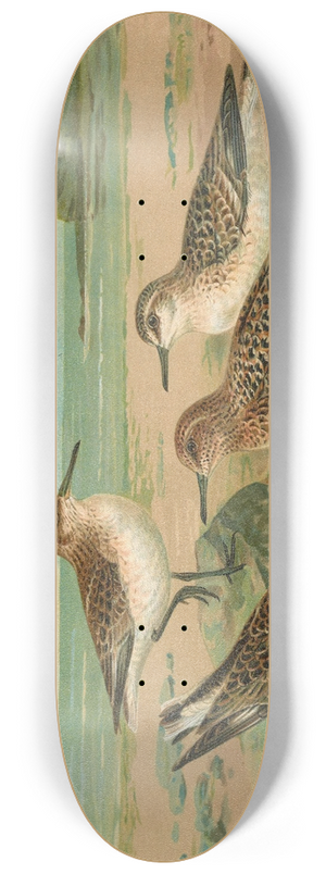 Johann Friedrich Naumann - Calidris arenaria, Limicola platyrhyncha (Temm.) 8.25 inch art skate deck