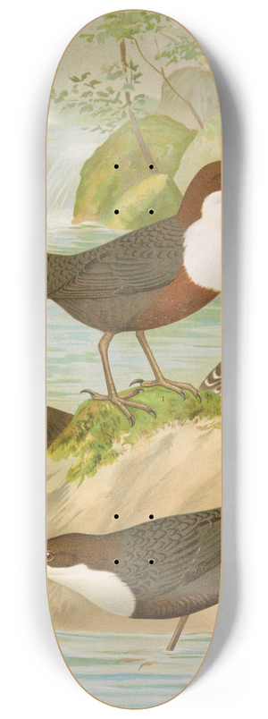 Johann Friedrich Naumann - Cinclus cinclus aquaticus, Cinclus cinclus, Cinclus Pallasi Temm 8.25 inch art skate deck