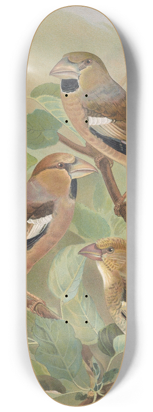 Johann Friedrich Naumann - Coccothraustes coccothraustes 8.25 inch art skate deck