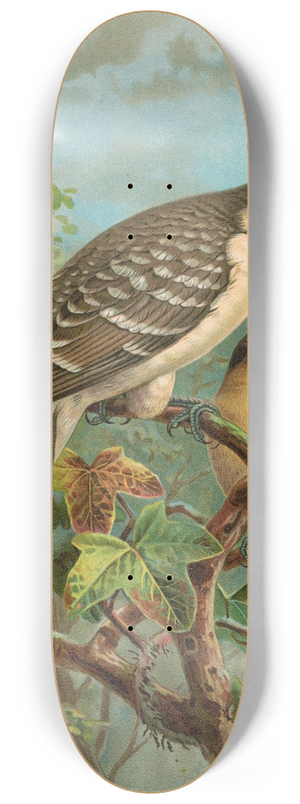 Johann Friedrich Naumann - Coccystes glandarius 8.25 inch art skate deck