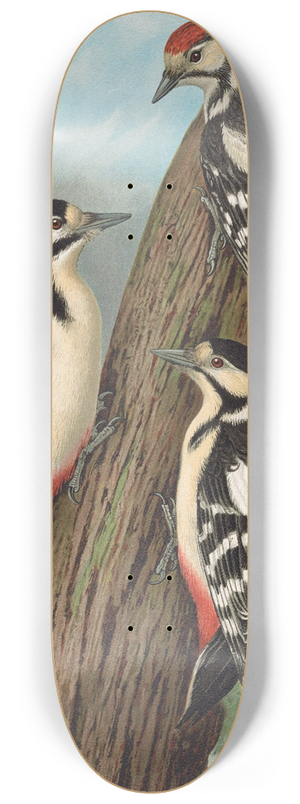 Johann Friedrich Naumann - Dendrocopus major 8.25 inch art skate deck