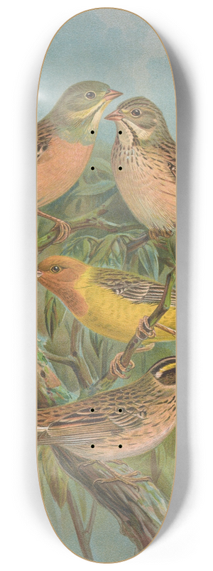 Johann Friedrich Naumann - Emberiza hortulana, Emberiza luteola Sparrm, Emberiza chrysophrys Pall 8.25 inch art skate deck